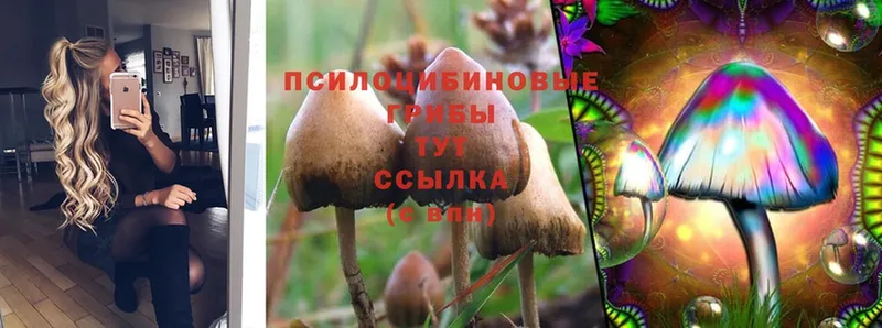 даркнет сайт  Кудрово  Галлюциногенные грибы Psilocybine cubensis 